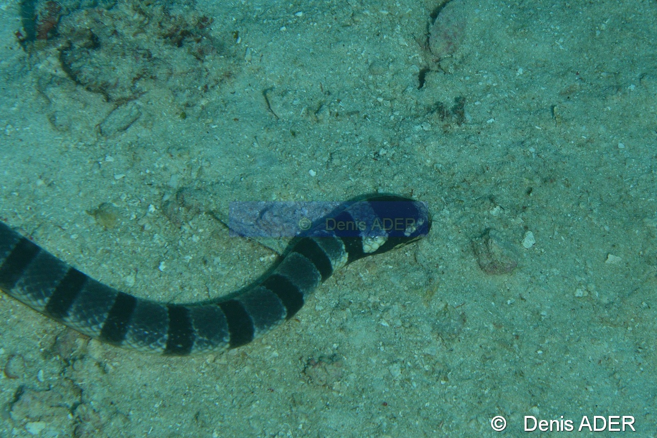 Laticauda colubrina-Moga Island Bopa 3-26m-20180529-Denis-ADER-DSC_1889_tn.jpg